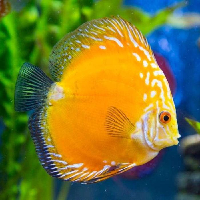YELLOW MARLBORO Discus